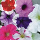 120 Seeds Mix Petunia Splendid in hanging baskets and containers