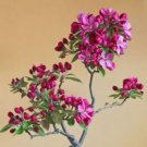 10 Seeds Dark Red Apple Flowering Plant Bonsai Tree Seed
