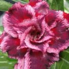 2 Seeds Rosy Adenium Obesum HANGPLAKAD Desert Rose Flowers Seeds
