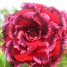 2 Seeds Rosy Adenium Obesum 7th Heaven Desert Rose Flowers Seeds