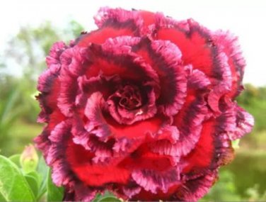 2 Seeds Rosy Adenium Obesum 7th Heaven Desert Rose Flowers Seeds