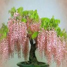 100 Seeds Bonsai Pink Chinese Wisteria Seeds