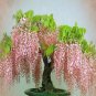 100 Seeds Bonsai Pink Chinese Wisteria Seeds