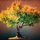 100 Seeds Japanese Zelkova Zelkova Serrata Outdoor Bonsai Tree Seeds