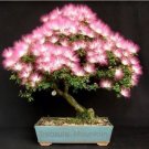 100 Seeds Albizia Julibrissin Mimosa Bonsai Persian Pink Silk Blossoms Tree Seeds