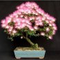 100 Seeds Albizia Julibrissin Mimosa Bonsai Persian Pink Silk Blossoms Tree Seeds