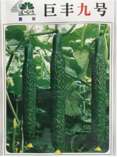 25 Seeds Dark Green Cucumber Seeds, High Yield