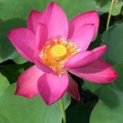 40 Seeds New Fresh Nelumbo Nucifera Pink Lotus Seeds