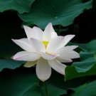 40 Seeds New Fresh Nelumbo Nucifera ''BAIBAN'' Lotus Seeds Hydrophyte
