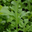 120 Seeds Garden Rocket Eruca Herbs Vegetable Seed