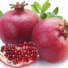 10 Seeds POMEGRANATE FRUIT TREE Red Punica Granatum
