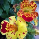 30 Seeds Mimulus Luteus seeds, Money Flowers Perennial Herb