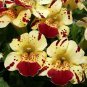 30 Seeds Mimulus Luteus seeds, Money Flowers Perennial Herb