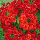 30 Seeds Blood Red Verbena Flower Seeds