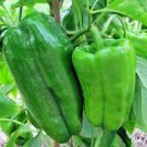 1000 Seeds Jintai Thin Skin Early Maturing Big Pepper Vegetables,