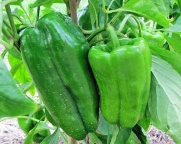 1000 Seeds Jintai Thin Skin Early Maturing Big Pepper Vegetables,