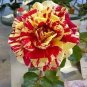 200 Seeds 'George Burns' Striped Roses, ROSE BUSH YELLOW WITH BURGUNDY STRIPED