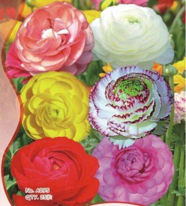 25 Seeds Mixed Ranunculus Asiaticus Beautiful Persian Buttercup Plants