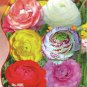 25 Seeds Mixed Ranunculus Asiaticus Beautiful Persian Buttercup Plants