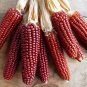 10 Seeds Red Waxy Corn for family pack, Non-gmo tasty maize Corn Seeds