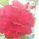 2 Seeds Rare 'big ball' Adenium Desert Rose Seeds