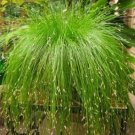 10 Seeds Isolepis Cernua Seeds, Bright Green Fiber optic Plant with whitish flowers