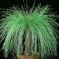 10 Seeds Isolepis Cernua Seeds, Bright Green Fiber optic Plant with whitish flowers