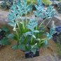 1 Seeds piece Lachenalia Virdiflora Seeds