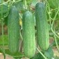 20 Seeds Short Green Cucumber Organic Seeds