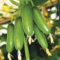 20 Seeds Short Green Cucumber Organic Seeds