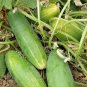 20 Seeds Short Green Cucumber Organic Seeds