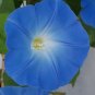 100 Seeds Morning Glory Ipomoea Flower Seeds