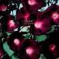 100 Seeds Morning Glory Ipomoea Flower Seeds