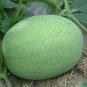 6 Seeds Watermelon Light Green Stripe Red Inside Fruit Seeds