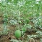 6 Seeds Watermelon Light Green Stripe Red Inside Fruit Seeds