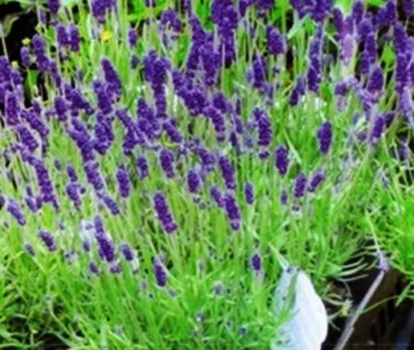 20 Seeds Blue Purple Lavender Series Bonsai Flowers