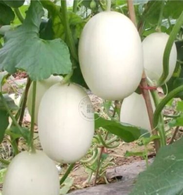 200 Seeds Sweet Melon Hybrid Oval Fruit Seeds