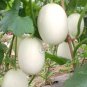 200 Seeds Sweet Melon Hybrid Oval Fruit Seeds