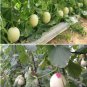 200 Seeds Sweet Melon Hybrid Oval Fruit Seeds