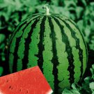 6 Seeds Big Green Skin Red Round Watermlon Organic Seeds