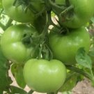 100 Seeds Big Green Tomato Organic Seeds