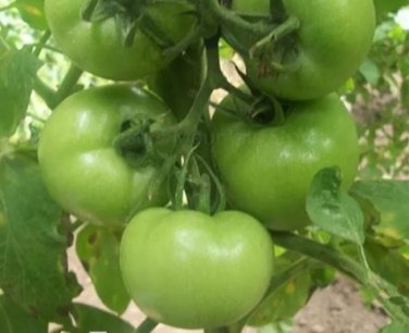 100 Seeds Big Green Tomato Organic Seeds