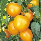 100 Seeds Tomato Bright Golden Peach Fruit Seeds