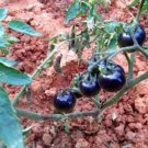 100 Seeds the Most Black Tomato in the world Fruit Seeds