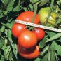 5 Seeds 'Lingyue' Pink Tomato Hybrid F1 Seeds