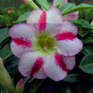 2 Seeds 'Fragrant Delight' Adenium Obesum Bangkok kalachuchi Flower Seeds