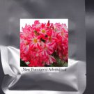 2 Seeds Heirloom Adenium New Pumsawai Desert Rose Bonsai Seeds
