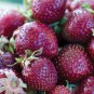 100 seeds Mixed 4 Types of Blue Purple White Red Strawberry
