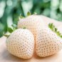100 seeds Mixed 4 Types of Blue Purple White Red Strawberry