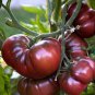 10 Seeds Heirloom Russian Black Krim Tomato Seeds
